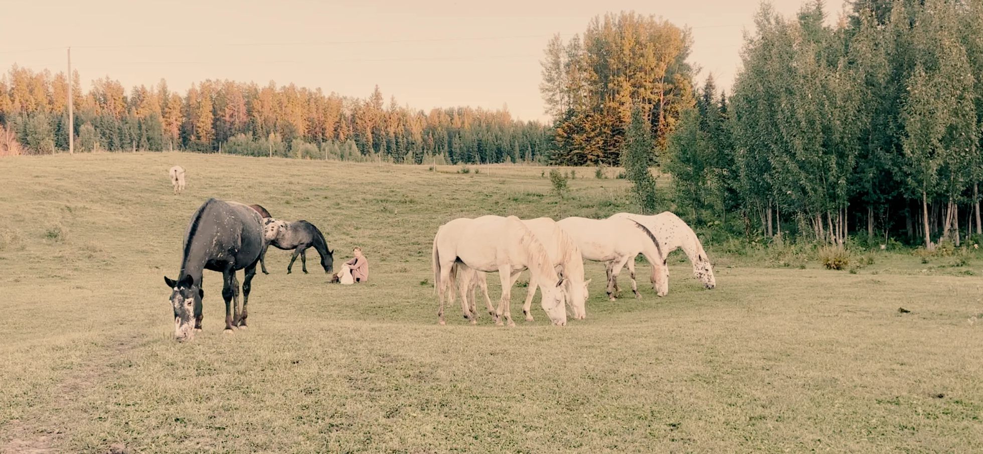 Sunshine sitting quietly in the pasture among the Braver Ground herd at sunset