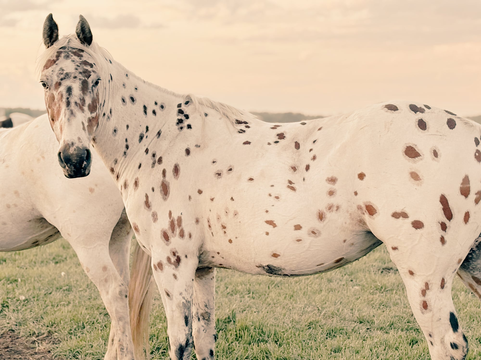 Spotted appaloosa horse standing in a golden pasture at Braver Ground in Mayerthorpe Alberta